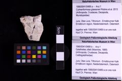 Foto (Objekt + Etiketten) von Galatheites zitteli (Moericke, 1889) (NHMW-GEO-1990-0041-0489b)